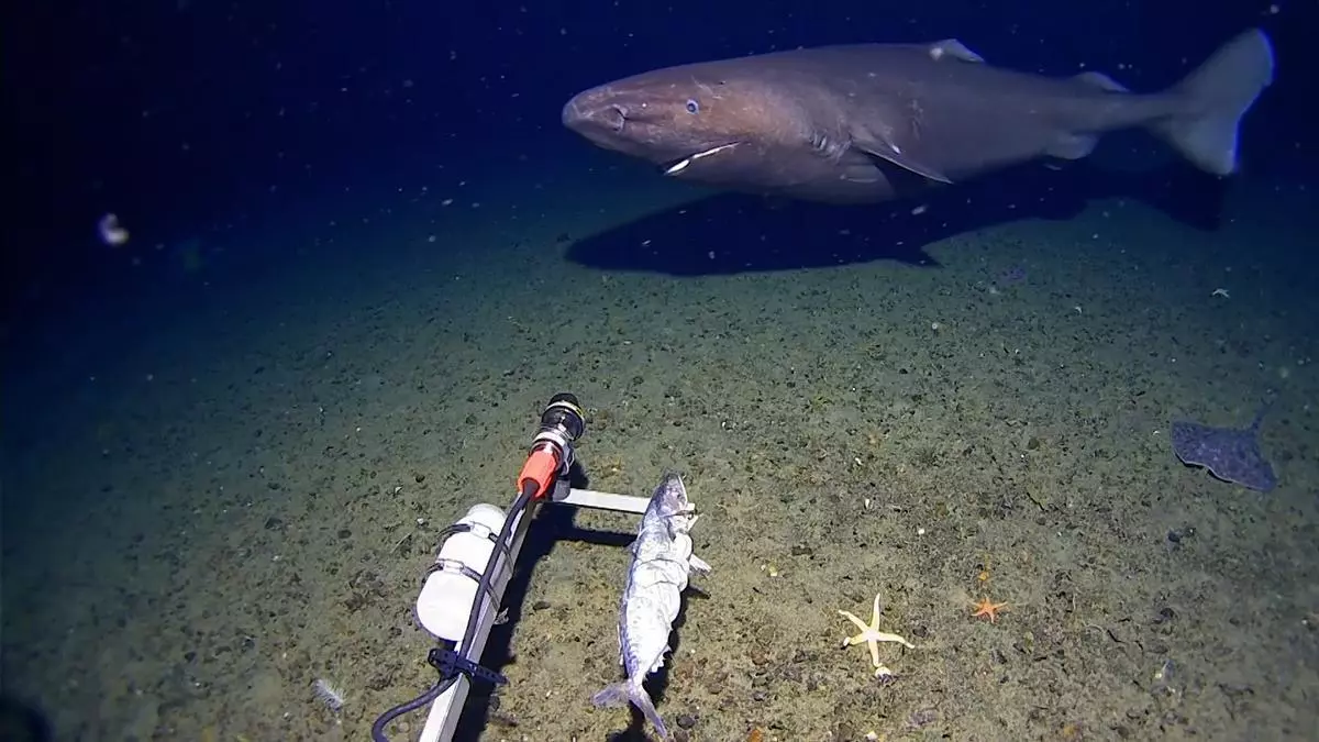Sorpresa en la Antártida: un tiburón es grabado por primera vez en sus aguas
