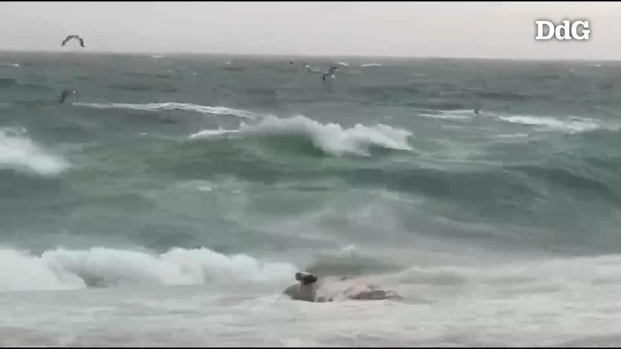 Vídeo: Apareix una balena morta a la platja de Platja d'Aro