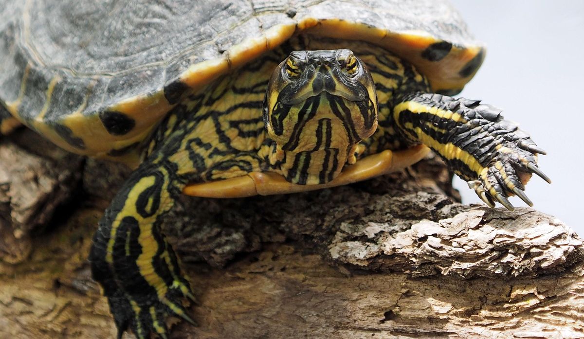 Las tortugas son las cuartas mascotas más populares.