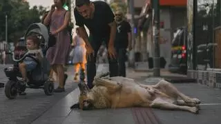 Crónica desde Estambul: pelea a muerte contra los perros callejeros
