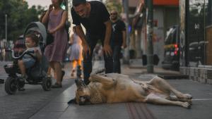 Un transeúnte juega con un perro en Estambul.