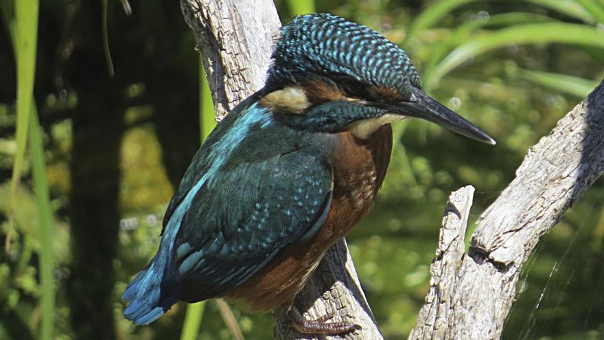 Ejemplar de rey pescador.