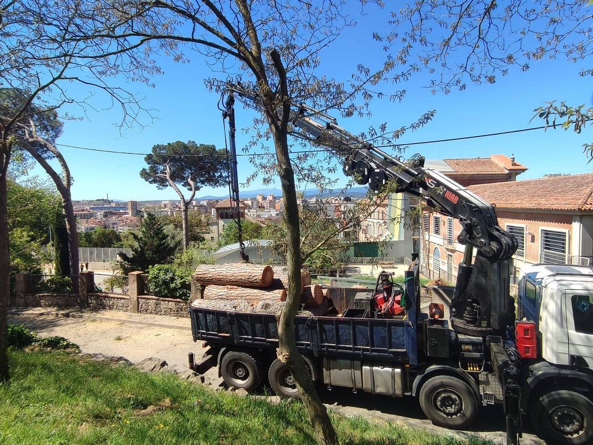 Un camió carrega part dels troncs retirats aquest dimecres a la pineda de l’escola Annexa de Girona.