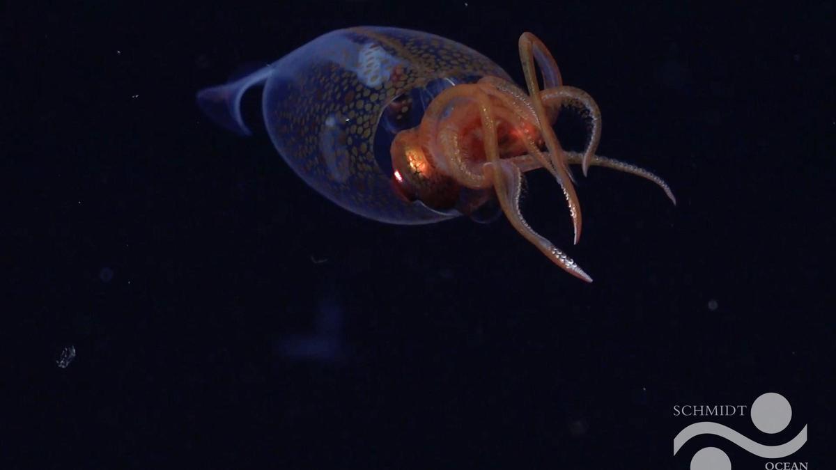 Primera vez que se graba un ejemplar vivo de un calamar colosal