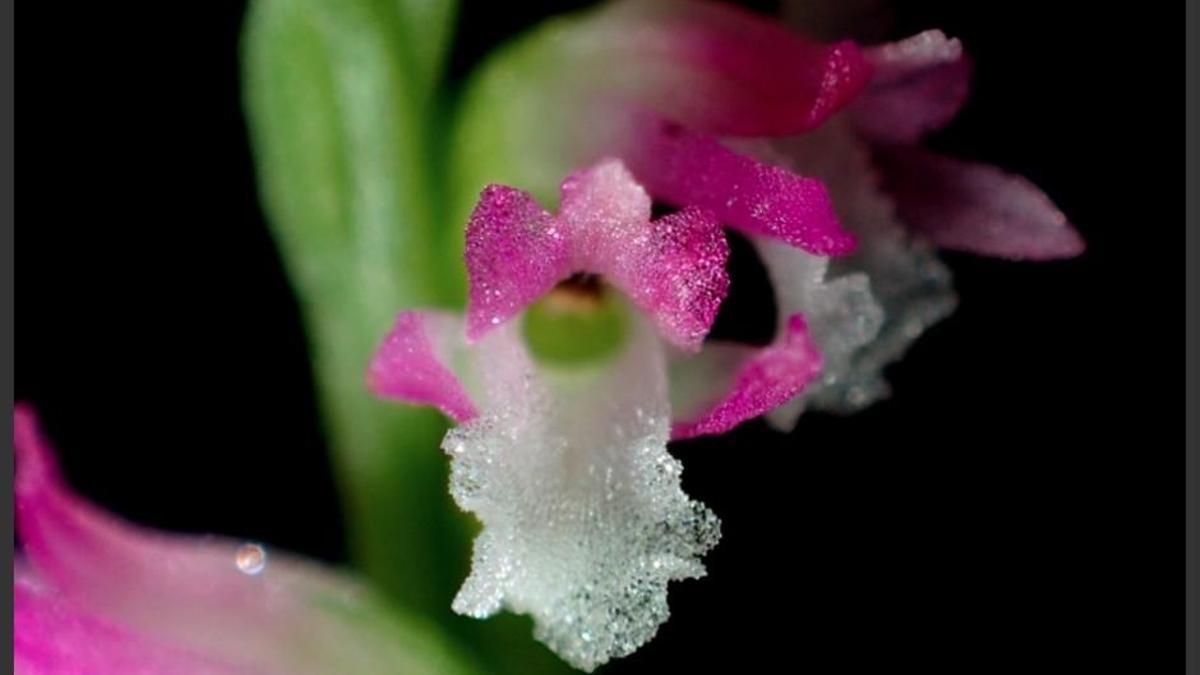 Nueva especie de orquídea hallada en Japón