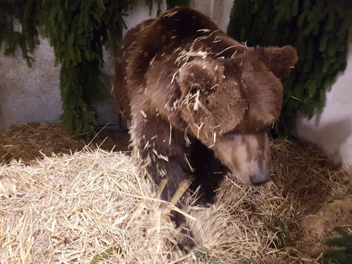 Trasladan a un oso pardo de Murcia a un santuario de animales de Alemania