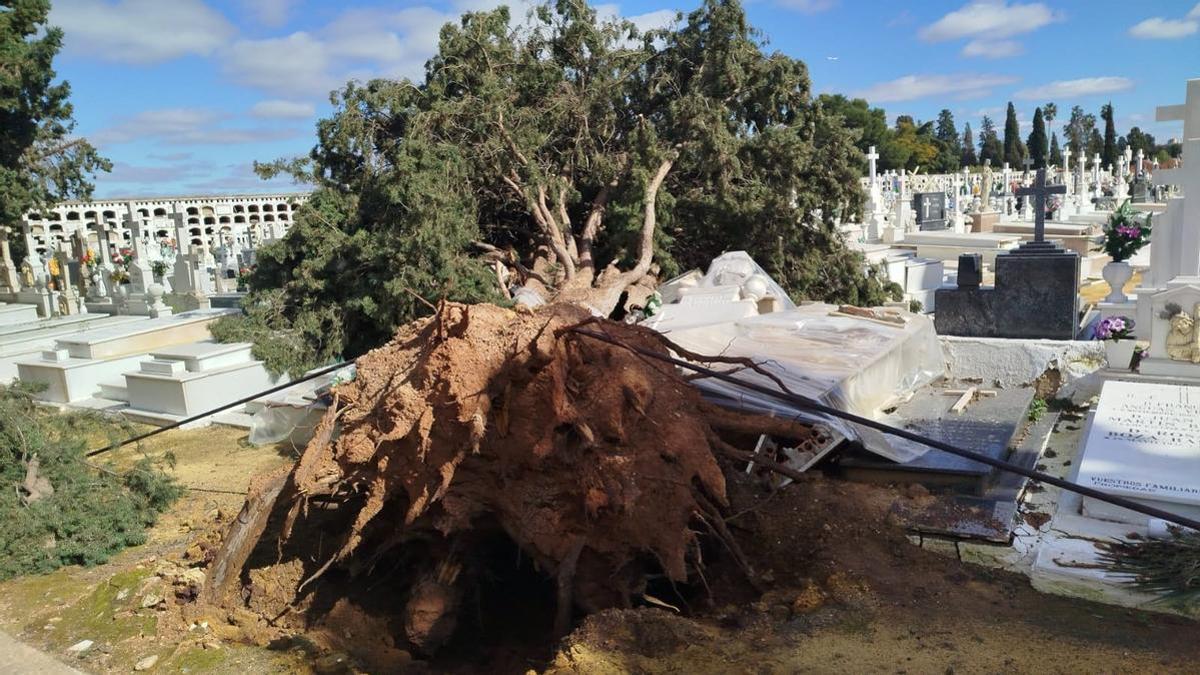 Más de 60 árboles caídos y tumbas dañadas en el cementerio de San Fernando