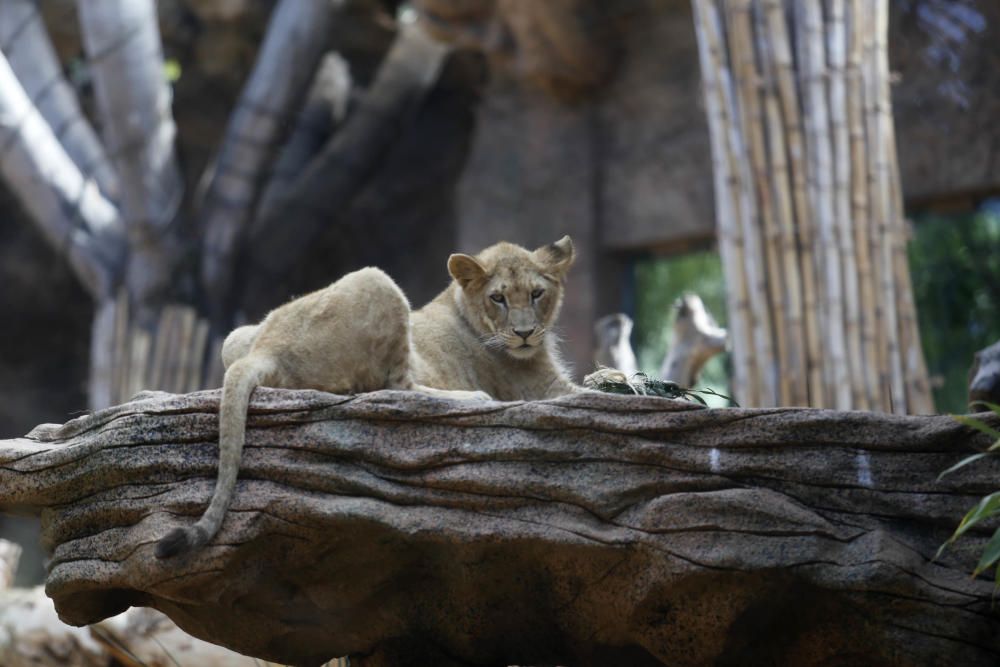 Delia Padrón Inauguración del Lion's Kingdom, la exhibición de los leones africanos, en Loro Parque