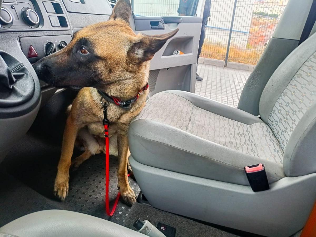 Uno de los perros del Grupo de Guías Caninos de la Policía Autonómica de Canarias participante en el operativo