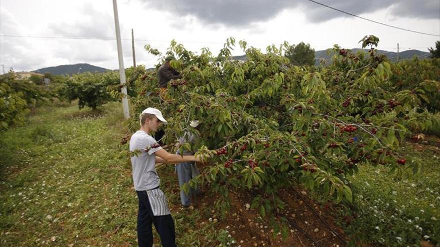 Autorizan las salidas para realizar los trabajos de mantenimiento de cerezos