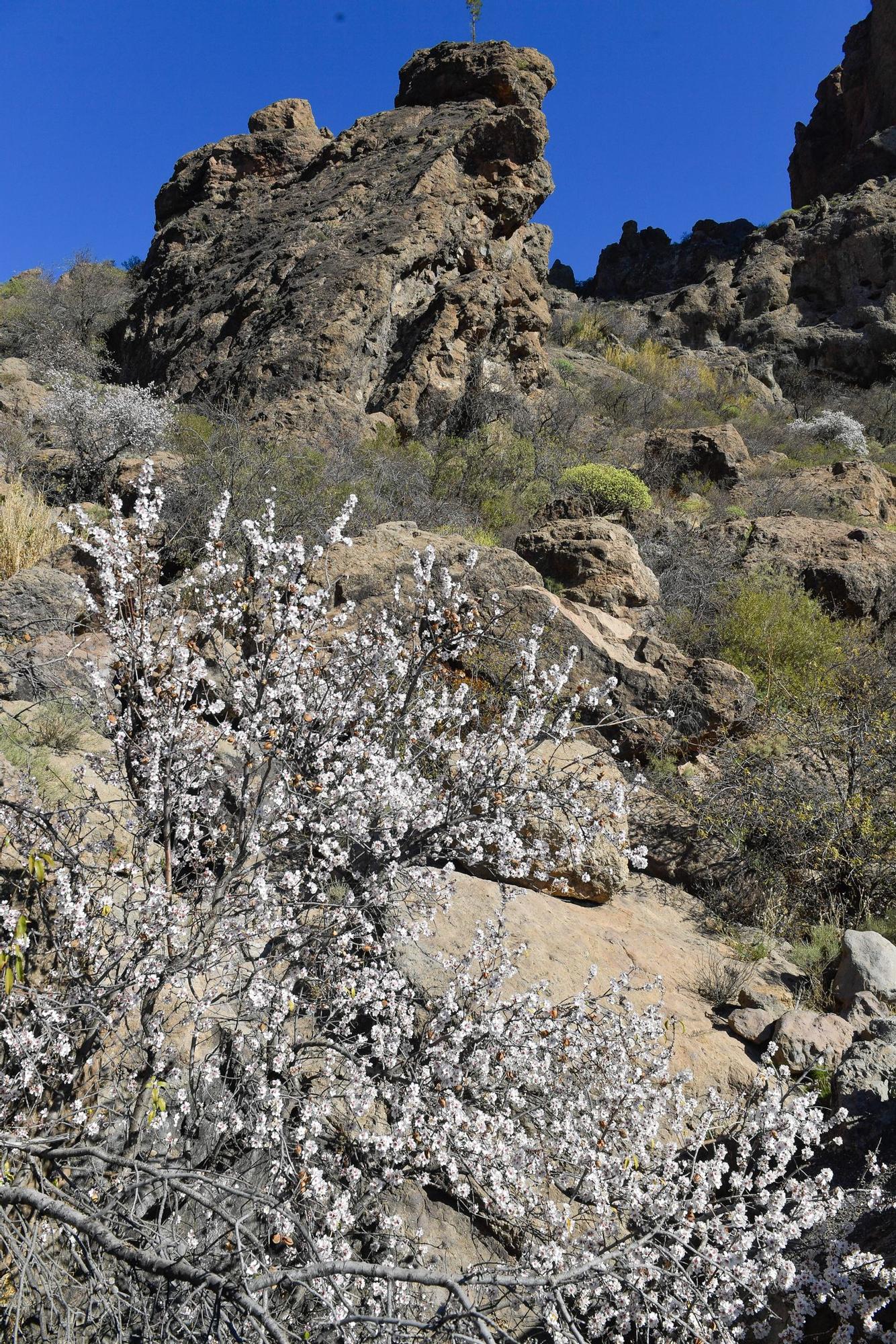 Almendros en flor en Tejeda