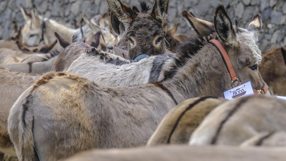 Feria de burros de La Culata de Tejeda 2025