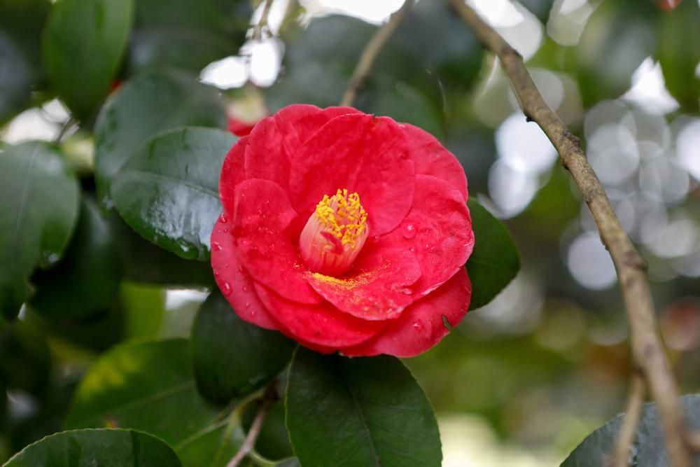 Camelias en el Botánico