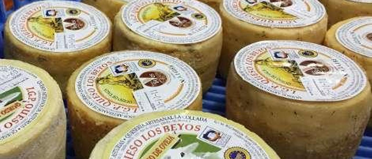 La leche para producir queso de los Beyos escasea, se quejan los productores en Amieva