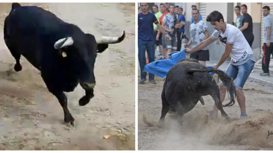 A la izquierda, el toro durante la exhibición taurina de ayer en Xilxes. A la derecha, Fran G. P. durante una exhibición taurina.