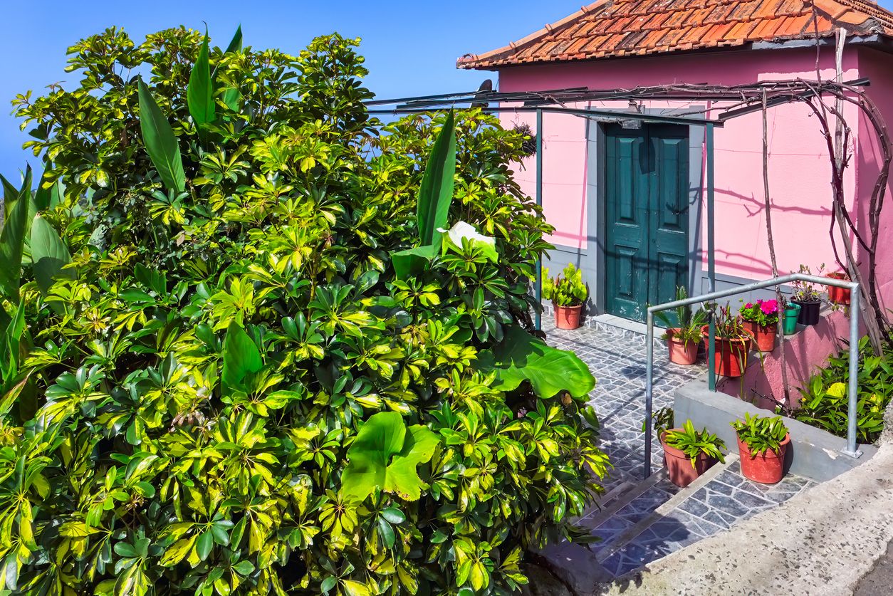 Madeira es uno de los lugares del mundo con mayor variedad de especies vegetales por kilómetro cuadrado.
