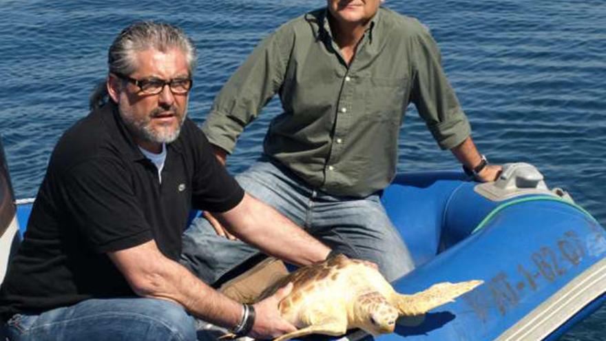 Imagen de la vuelta de la tortuga boba al mar Mediterráneo ayer.