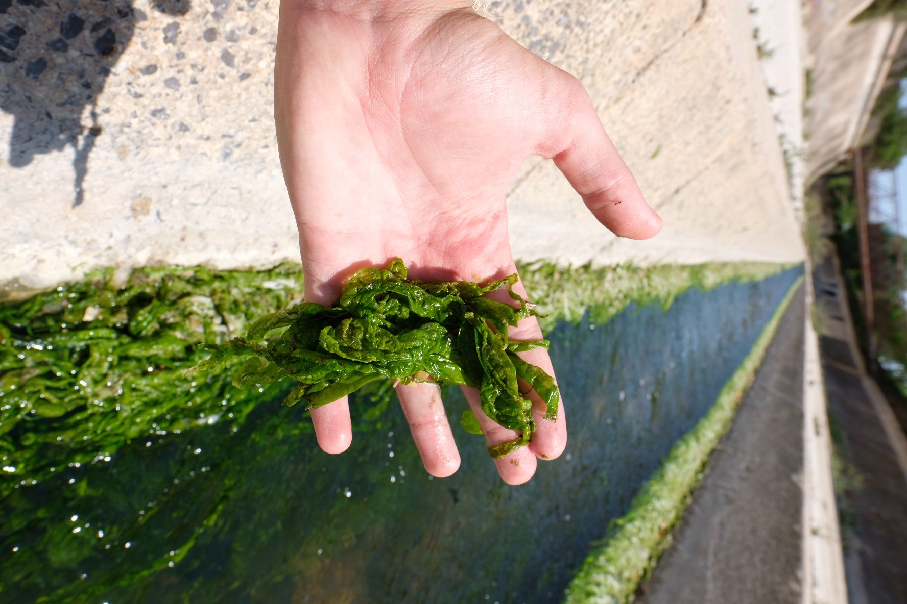 Así es el alga verde asociada a los vertidos fecales que inunda el Vinalopó