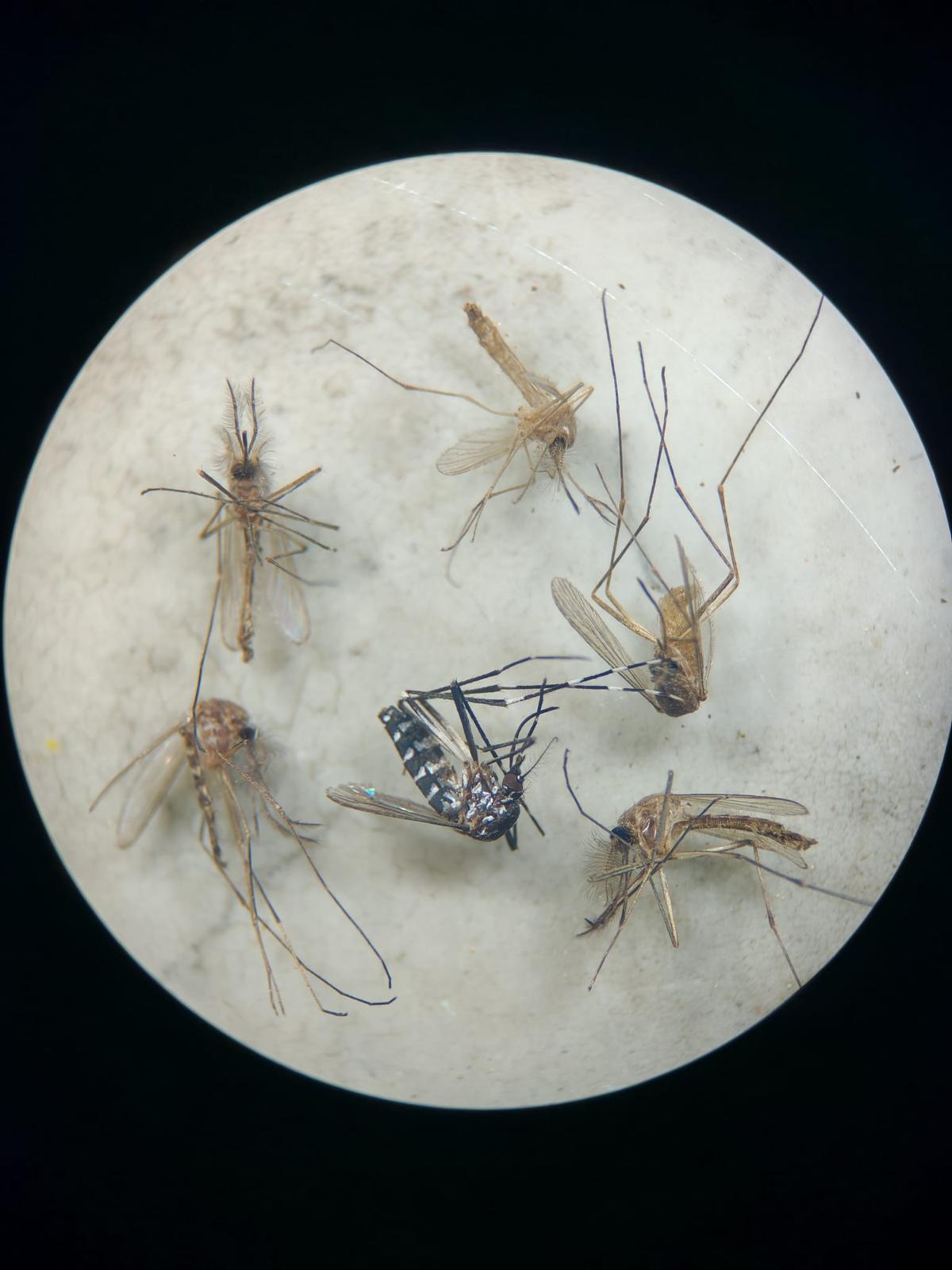 Ejemplares de mosquitos muestreados en el recinto del oso Carmo, entre ellos un mosquito tigre (Ae. albopictus).