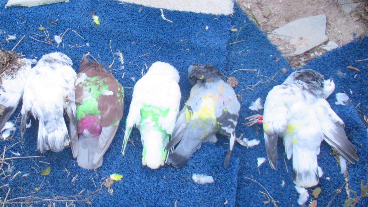 Investigado por abandonar en Murcia a una decena de palomos deportivos enfermos: murieron todos en un camión frigorífico.