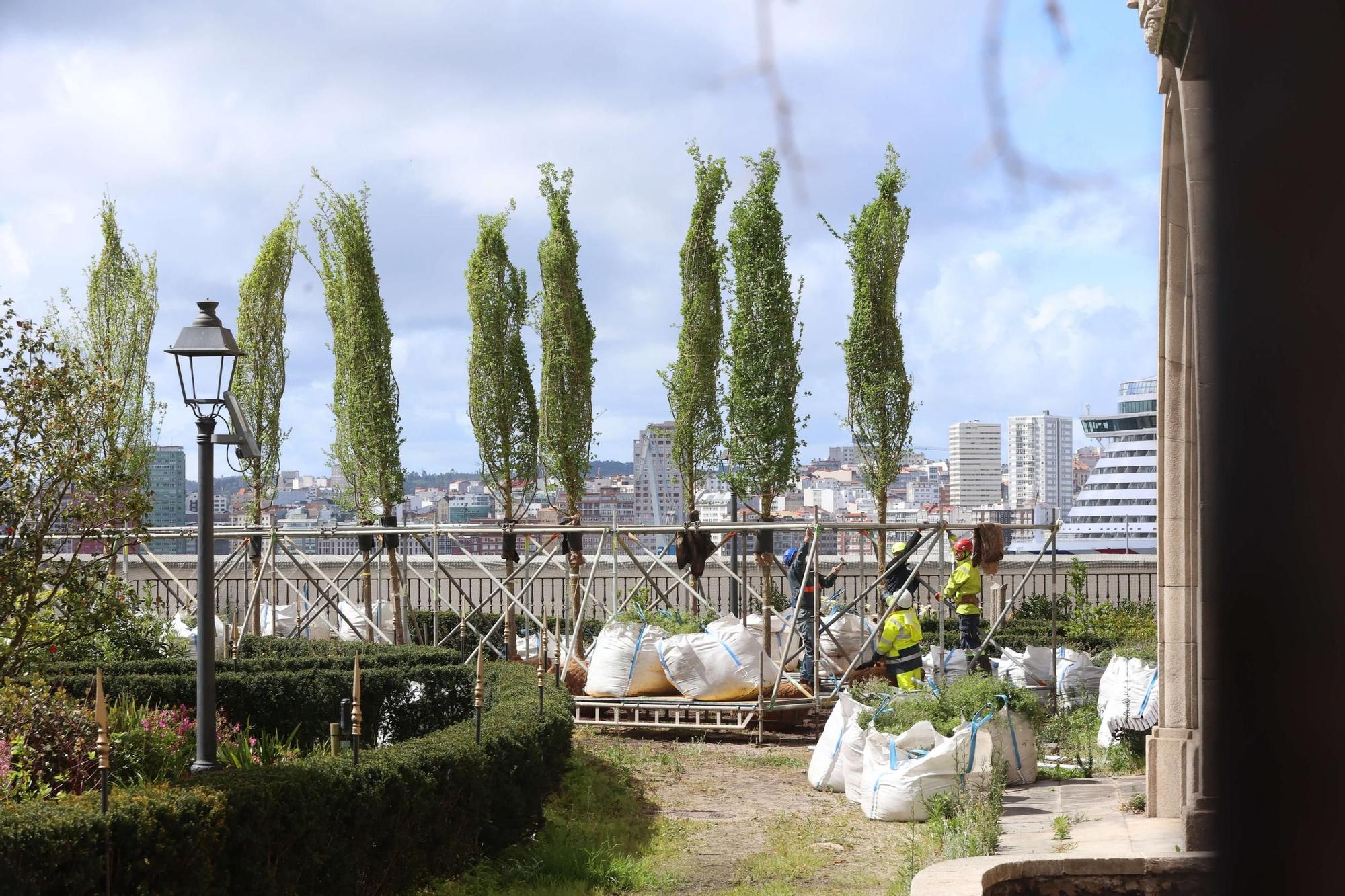 Plantación de los nuevos olmos del Jardín de San Carlos