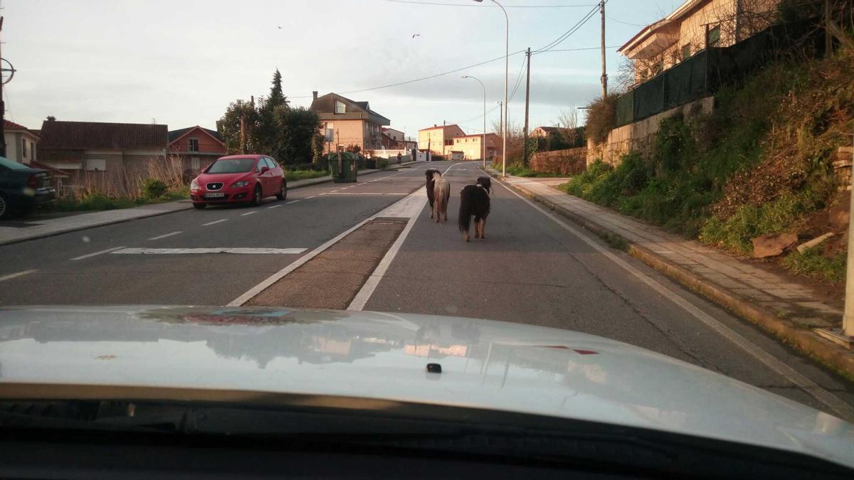 Los dos ponis caminando por la Avenida del Aeropuerto.