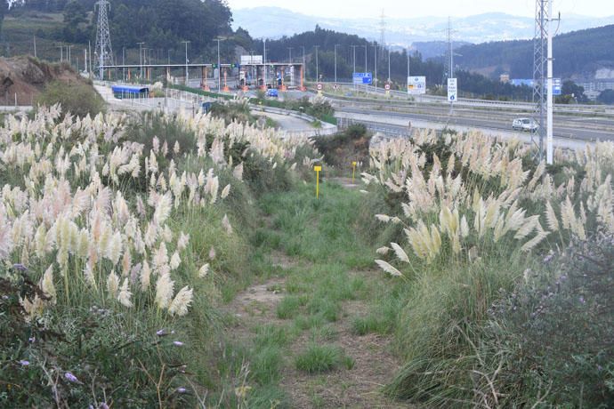 La floración desvela la invasión del plumacho