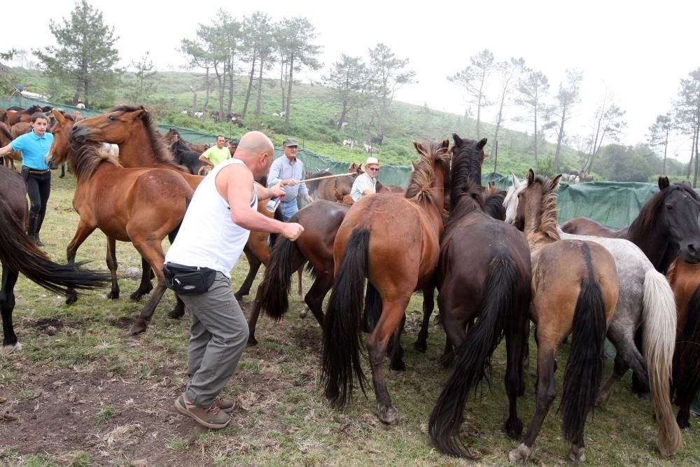 Rapa das Bestas de Sabucedo 2017