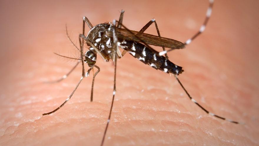 Detectan en Moaña los primeros ejemplares de 'mosquito tigre' en Galicia