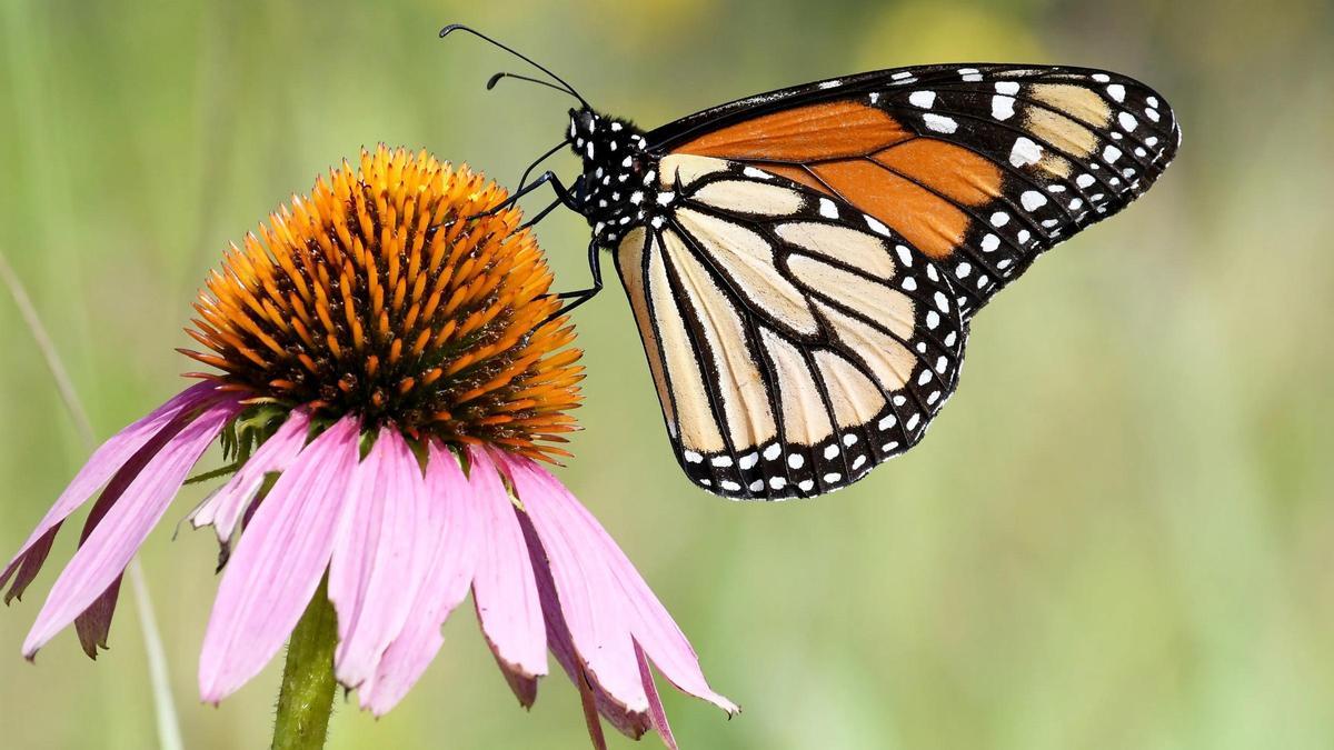 Mariposa monarca.