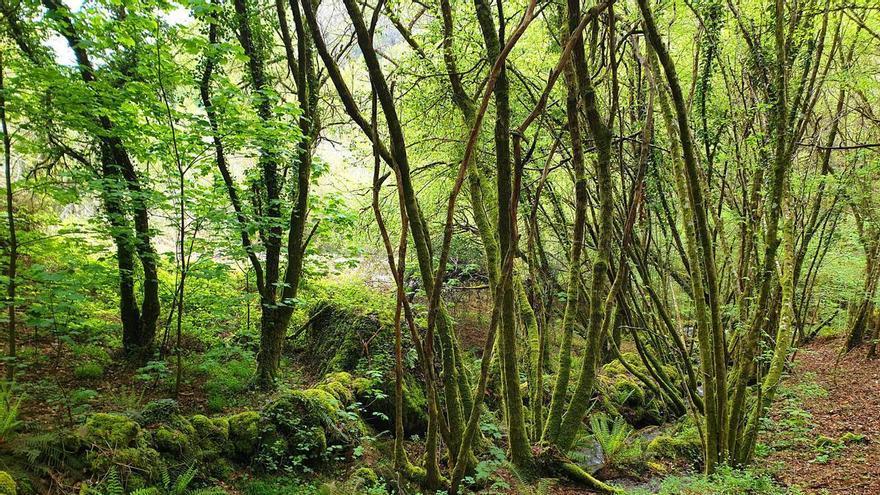 La Xunta de Galicia prevé lanzar antes de final de año su mercado voluntario de créditos de carbono