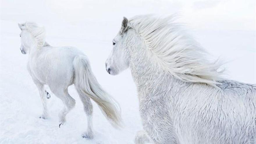 «In the Realm of Legends», la sèrie fotogràfica que mostra els cavalls islandesos