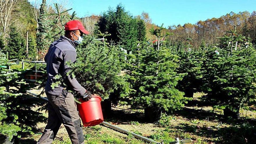 Un treballador d&#039;una finca de les Guilleries on es cultiven arbres de Nadal traslladant un avet.