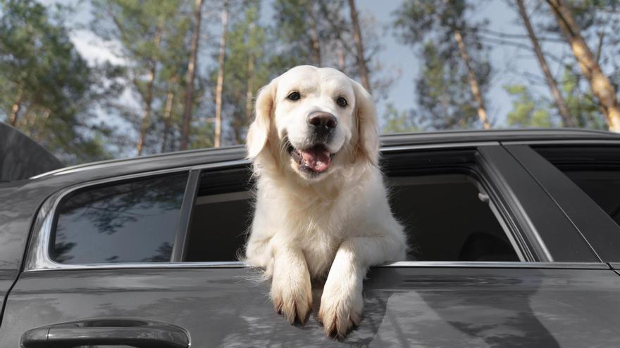 Ya es oficial: la UE endurece hoy las normas para los dueños de perros y gatos con un nuevo requisito obligatorio