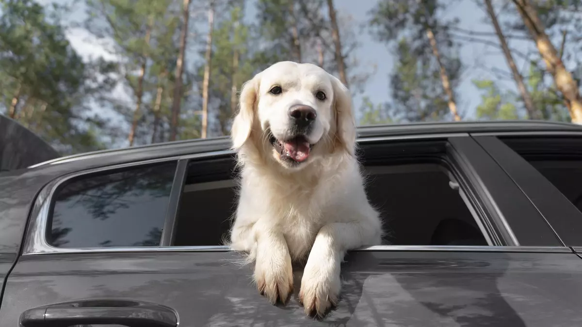 ¿Vas dejar a tu mascota en el coche este verano? Cuidado con esta multa