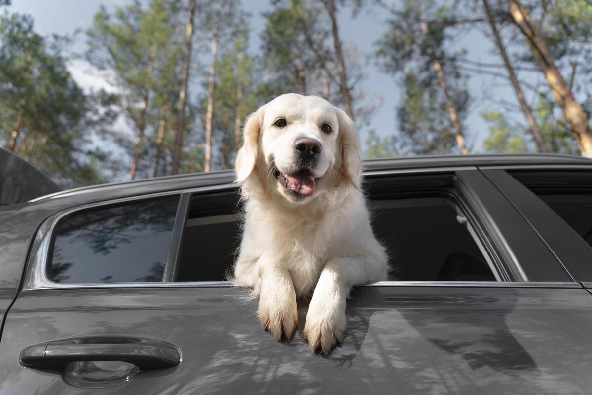 Una nueva normativa europea pedirá más requisitos para viajar con perros y gatos.