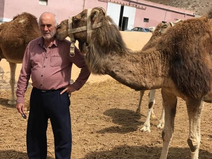 Coronavirus en Canarias | Camellos que pasean a los turistas en Timanfaya