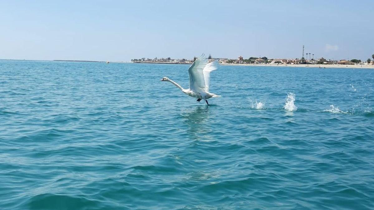 El cisne, localizado en la playa de Almassora.