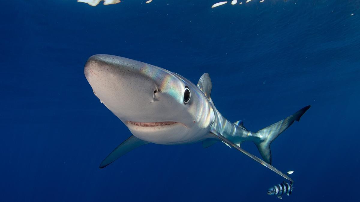 Transición Ecológica impulsa un proyecto para mejorar el conocimiento de tiburones, mantas y rayas