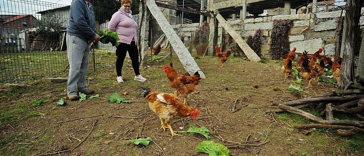 Una de las familias de Meis que cría gallos de corral al aire libre, en una imagen de archivo. |   // IÑAKI ABELLA