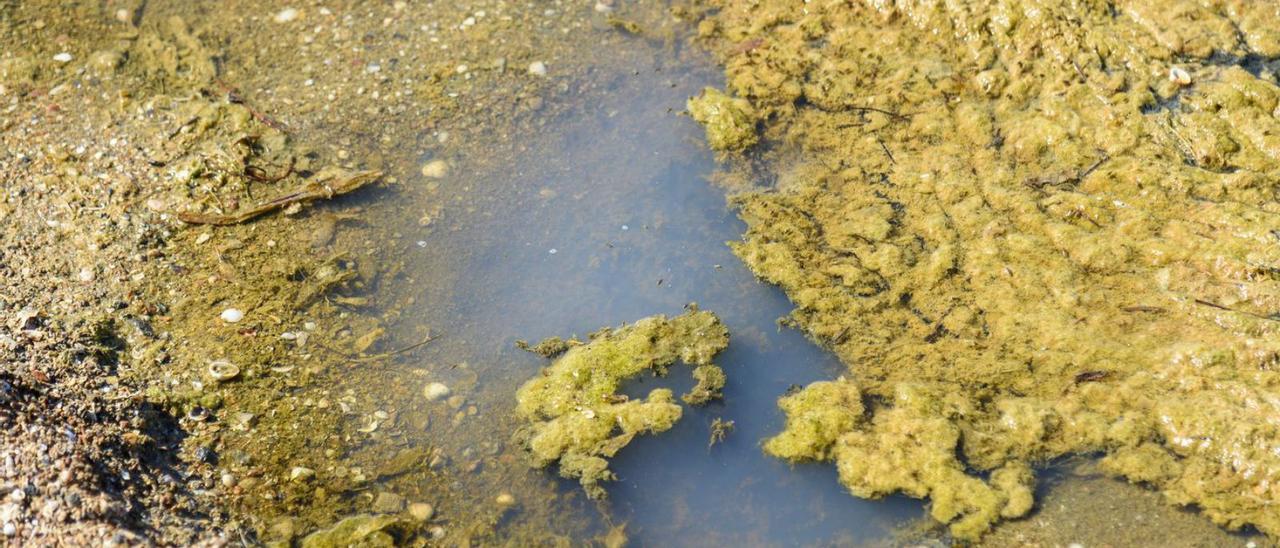 El Mar Menor vuelve a estar en el foco de las denuncias ecologistas por contaminación. | IVÁN URQUÍZAR