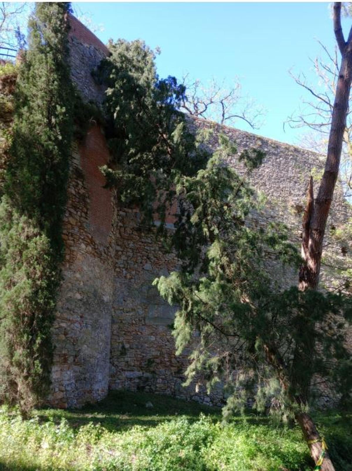 Un ciprer recolzat directament sobre la muralla.