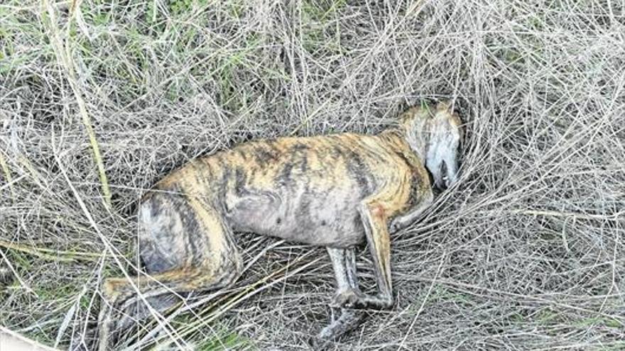 Encuentran en Cáceres a dos galgos muertos después de haber sido maltratados