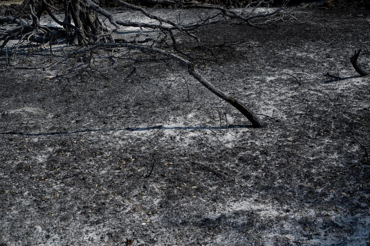 Las imágenes | Diez días de incendio en Jarilla: el adiós al paraíso verde Las imágenes | Diez días de incendio en Jarilla: el adiós al paraíso verde