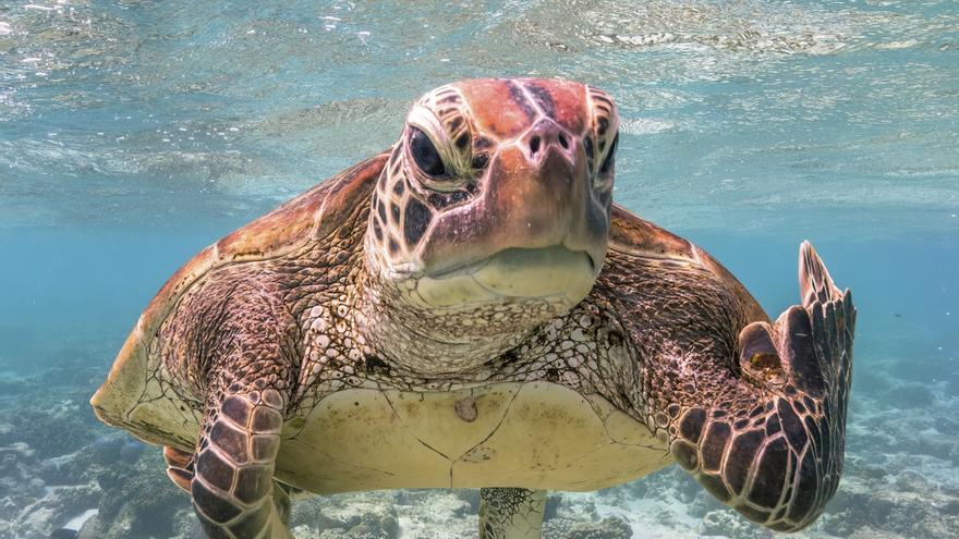 Llega a Vigo el mundo animal más divertido