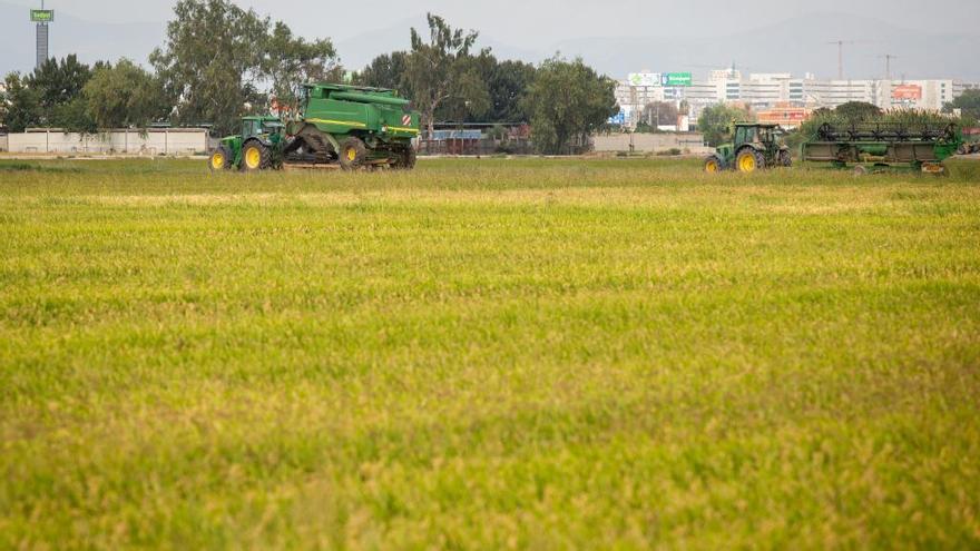 Campo de arroz cerca de el Palmar