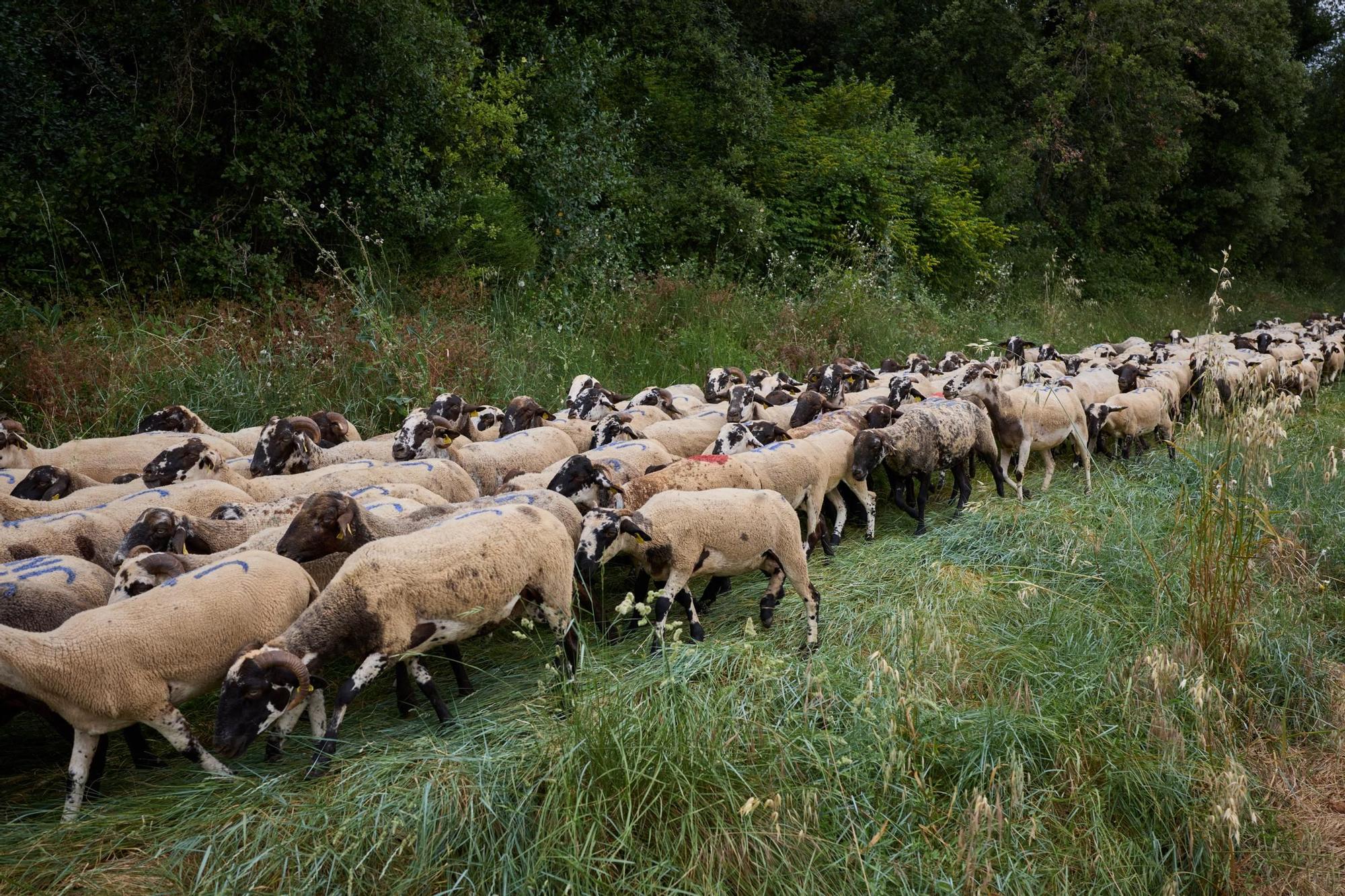 Les fotos de la transhumància del ramat d'ovelles d'Arnau Rubio a Crespià
