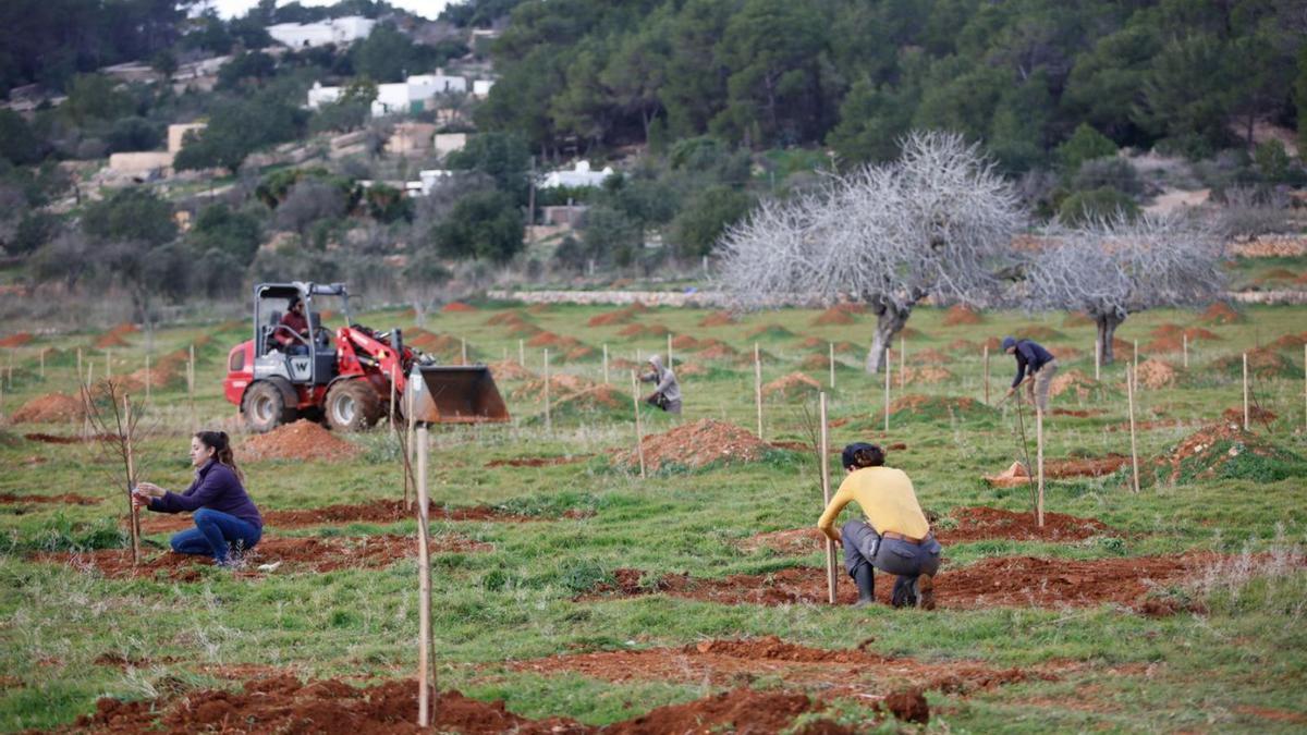 Plantación de almendros en el Pla de Corona en 2021. | VICENT MARÍ