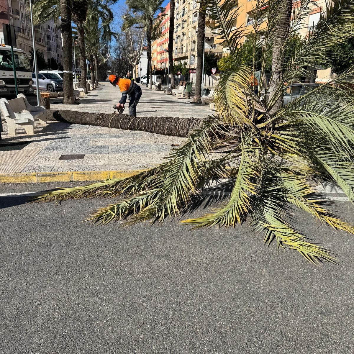 Palmera caída en Albaida.