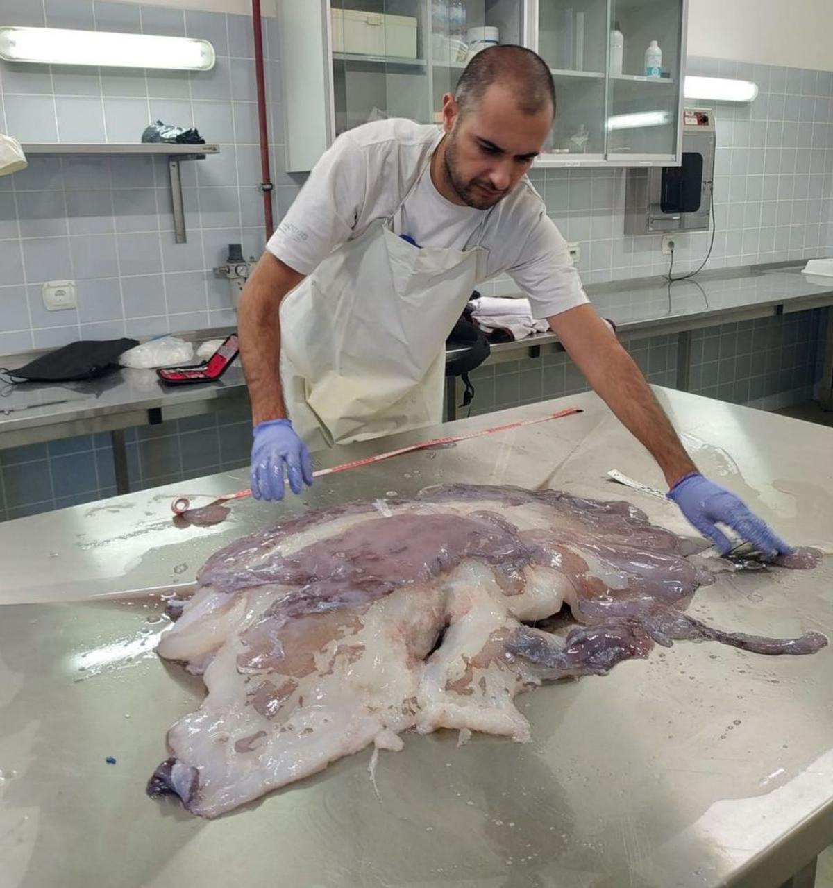 Alejandro Escánez, conrestos un  ejemplar de“Taningia danae” hallados enMadeira.   | // CEDIDA